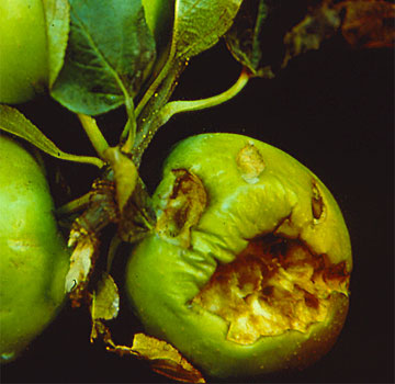 Daños producidos por pájaros.