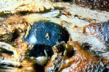 Perdigoia egurrean sartuta, xehetasunez.