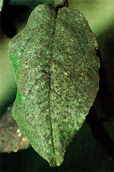 Detalle de ataque en hoja.