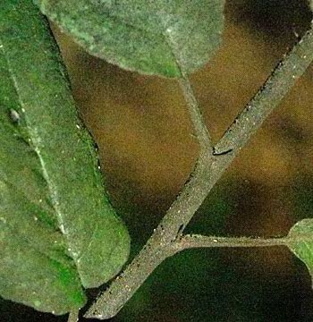 Brote de manzano cubierto de negrilla o fumagina.