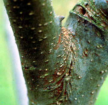 Neguko errunaldia adarren lotunean.