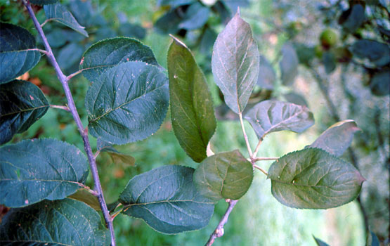 Armiarma gorriaren kalteak adar-sortan. Ezkerreko sorta osasuntsua eskubiko sorta kaltetuaren ondoan.
