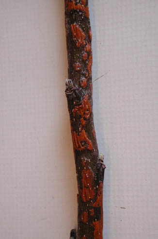 Chancro en rama producido por Phomopsis mali.