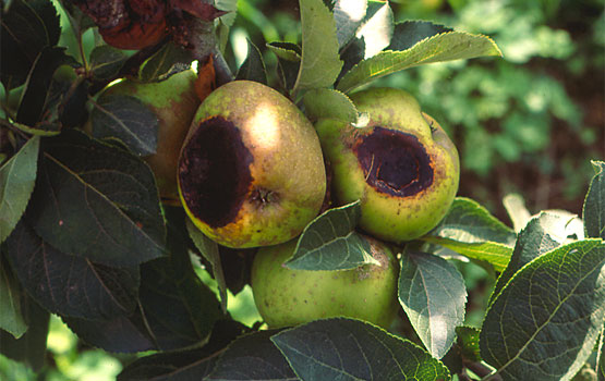 Eguzki-kolpea; sintoma aurreratuak.