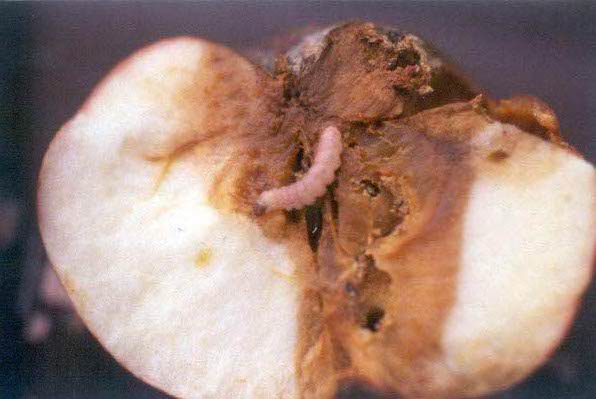 Sagar-barnean sagar-harrak egindako kalteak.