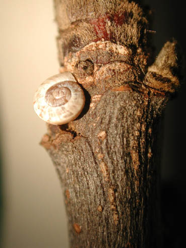 Barraskiloa adarrean kokaturiko xehetasuna.