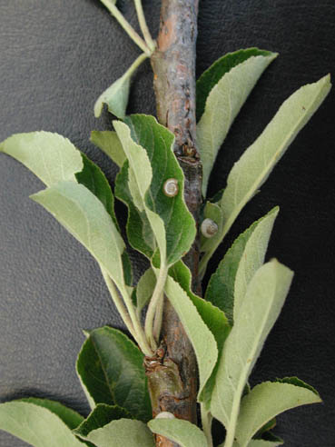 Barraskilloak sagarrondo hosto eta adarretan.