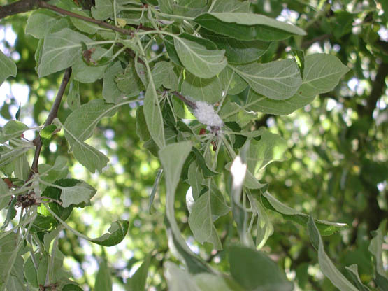 Rama atacada por pulgón lanígero.