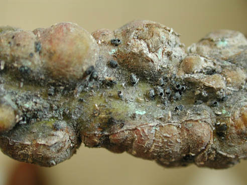 Adar kaltetua. Parasitoidearen irteerako zuloak.