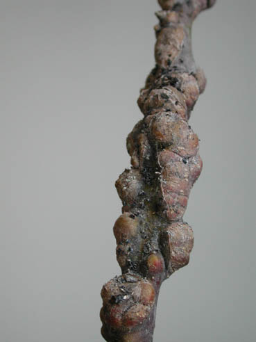 Zorri lanigeroak eragindako tumoreak adarrean