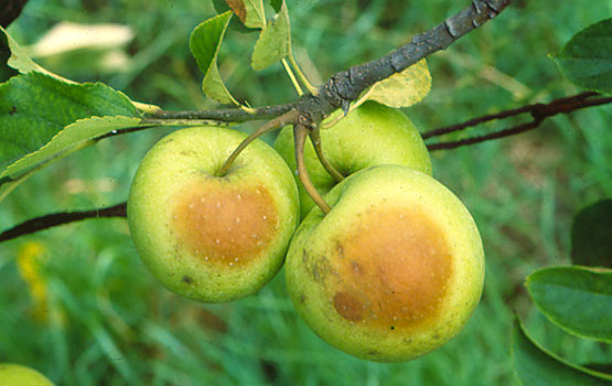 Eguzki-kolpeak eragindako kaltea.