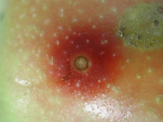 Halo rojizo alrededor de la hembra.