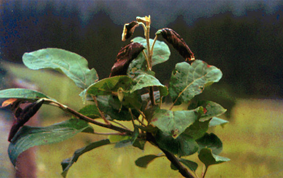 Antraknosiak eragindako kimu lehortuak adarrean.