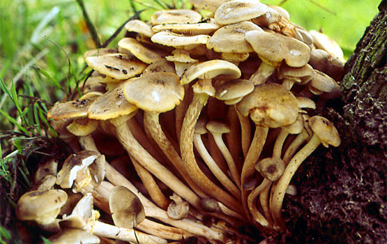Setas al pie de un árbol atacado.