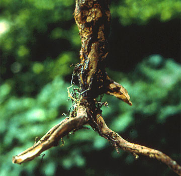 Raices atacadas por Armillaria en donde se aprecian los cordones negros del hongo (rizomorfos).