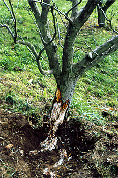 Arbol con raíces y cuello atacados por Armillaria; presencia de micelio blanco debajo de la corteza.