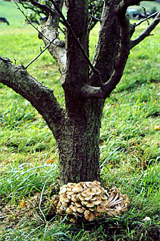 Arbol en el que han fructificado setas de Armillaria.