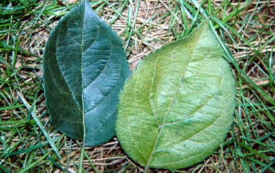 Ezkerreko hostoa osasuntsua; eskubikoa akaroak erasota..