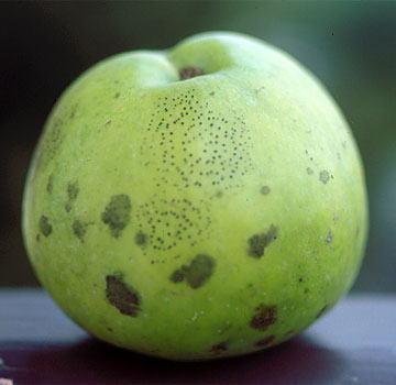 Kedarraren gaixotasunak eragindako orban ilunak; puntutxo ñimiñoak, pikardatua gaixotasunaren bereizgarriak.