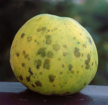 Manzana afectada por Gloeodes pomigena.