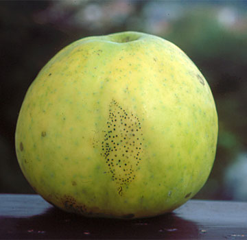 Manzana afectada por Leptothyrium pomi.