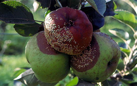 Manzanas atacadas por  monilia en el árbol.