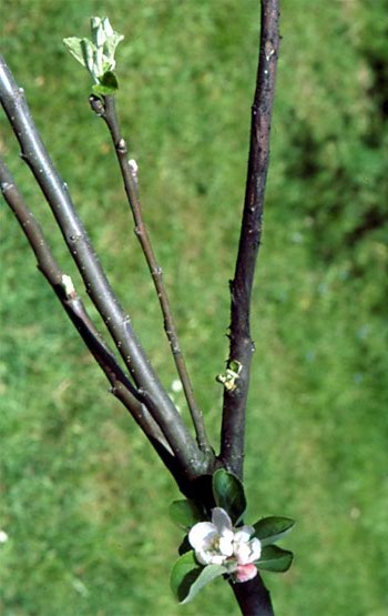 Rama con presencia de  negrilla.