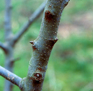 Neguko errunaldia begien inguruan.