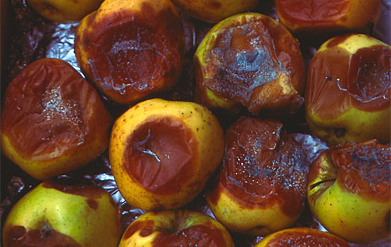 Manzanas almacenadas con ataque de Penicillium.
