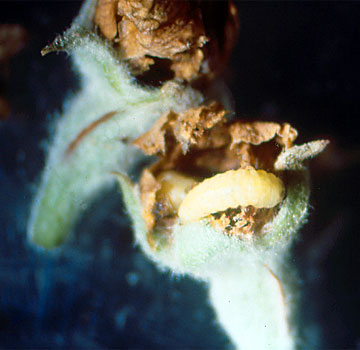 Larva y agujero de salida de dicha larva.