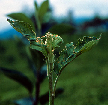 Hojas tiernas mordisqueadas por la oruga.