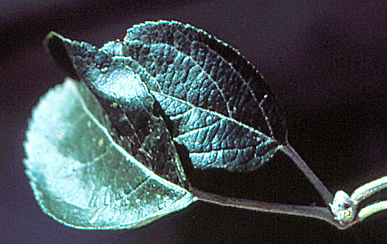 Hojas unidas entre las cuales la oruga teje una red de hilos.