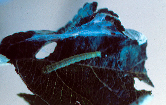 Capua en estado larvario.