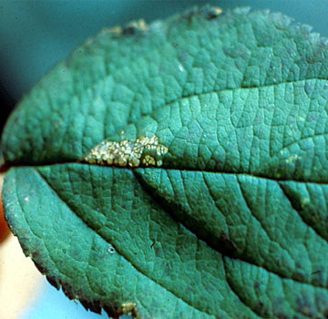 Aspecto, en otoño, de una hoja por la parte superior en donde se aprecian las mordeduras mientras teje el capullo.
