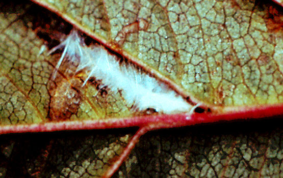 Capullo blanquecino bajo el que inverna la oruga.