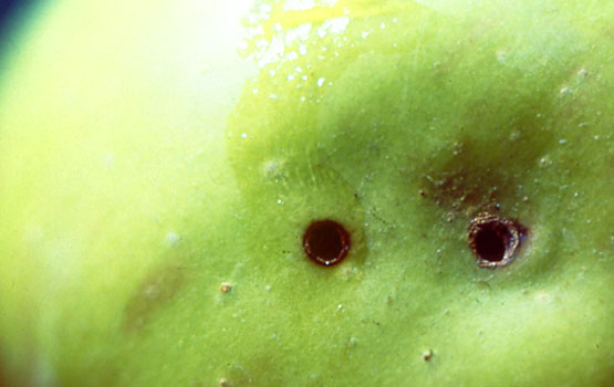 Beldarraren sarrerako unea.