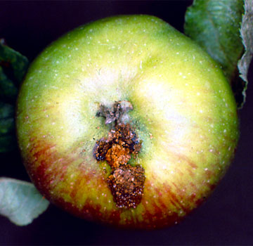 Mami-hondarrak, hondatuta eta kanpora boteak.