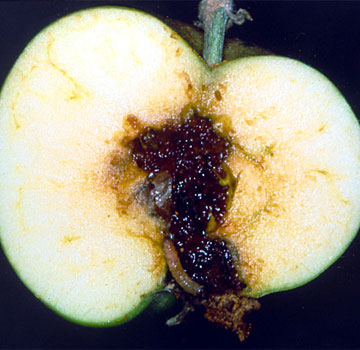 Daños en el interior de la manzana, producidos por la oruga.