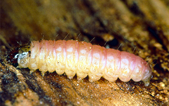 Sagarraren har edo beldarra.