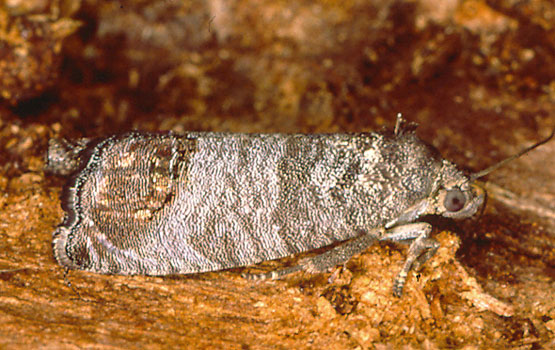 Tximeleta edo heldua.