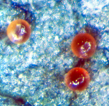 Panonychus ulmi-ren arrautzak.