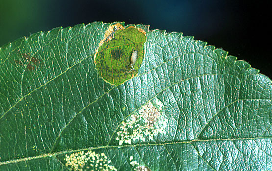 Detalle de la galería abierta, con la larva en su interior. Junto a la minadora en círculos se aprecian, también, daños de la minadora en elipse.