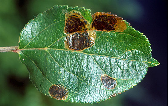Galerías o minas circulares en hoja.