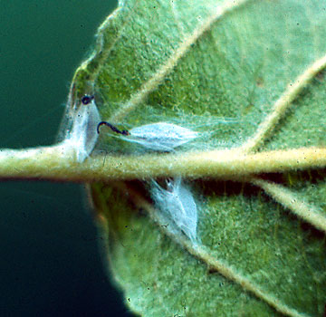 Capullos en forma de huso en la cara inferior de la hoja.