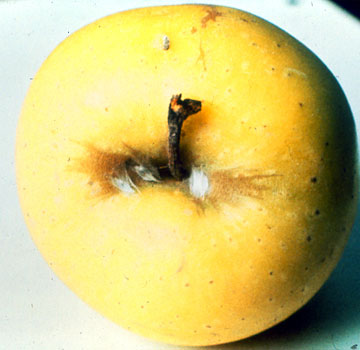 Crisálidas en zona peduncular de un fruto.