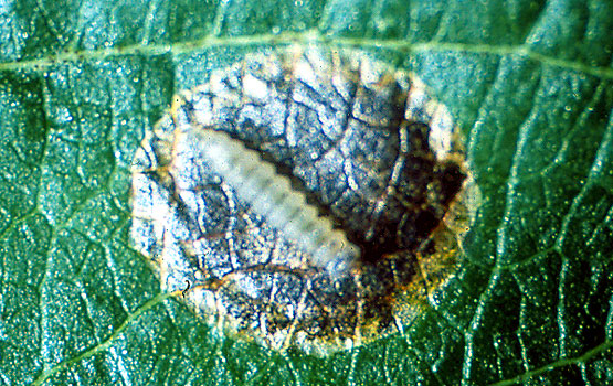 Oruga en la última fase de su desarrollo.