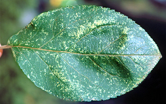 Daños en la cara superior de una hoja.