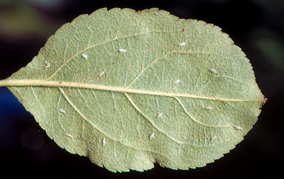 Cicadelas en la cara inferior de una hoja.