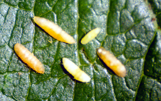Larvas de cecidómido.