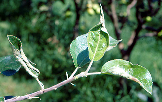 Enrollamiento de hojas.